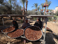 Palestinian farmer women sort freshly harvested dates at their farm in Deir Al-Balah, Gaza Strip, on September 23, 2024, amid the ongoing wa...