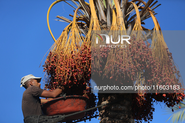 A Palestinian farmer harvests dates at their farm in Deir Al-Balah in the central Gaza Strip on September 23, 2024, amid the ongoing war bet...