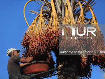 A Palestinian farmer harvests dates at their farm in Deir Al-Balah in the central Gaza Strip on September 23, 2024, amid the ongoing war bet...