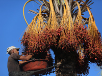 A Palestinian farmer harvests dates at their farm in Deir Al-Balah in the central Gaza Strip on September 23, 2024, amid the ongoing war bet...