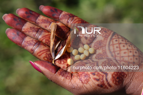 An Indian woman holds soybeans in her hand at a farm in Stouffville, Ontario, Canada, on September 22, 2024. 