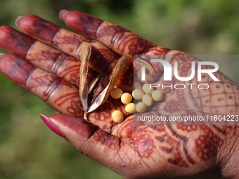 An Indian woman holds soybeans in her hand at a farm in Stouffville, Ontario, Canada, on September 22, 2024. (