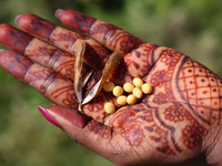 An Indian woman holds soybeans in her hand at a farm in Stouffville, Ontario, Canada, on September 22, 2024. (