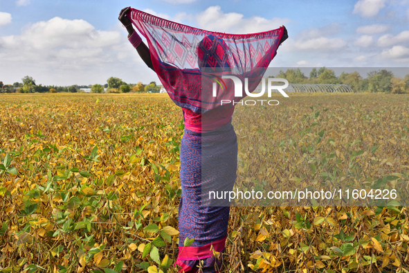 A woman wearing a saree stands in a soybean field at a farm in Stouffville, Ontario, Canada, on September 22, 2024. 