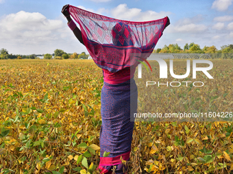 A woman wearing a saree stands in a soybean field at a farm in Stouffville, Ontario, Canada, on September 22, 2024. (