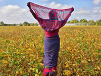 A woman wearing a saree stands in a soybean field at a farm in Stouffville, Ontario, Canada, on September 22, 2024. (