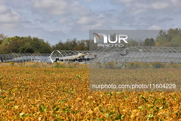 A soybean field at a farm in Stouffville, Ontario, Canada, on September 22, 2024. 