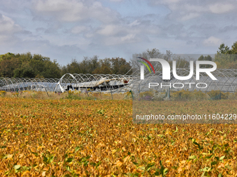 A soybean field at a farm in Stouffville, Ontario, Canada, on September 22, 2024. (