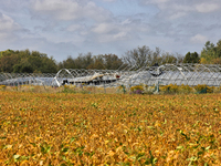 A soybean field at a farm in Stouffville, Ontario, Canada, on September 22, 2024. (