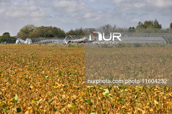 A soybean field at a farm in Stouffville, Ontario, Canada, on September 22, 2024. 