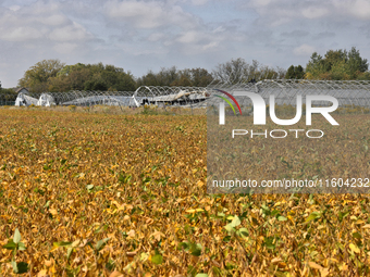 A soybean field at a farm in Stouffville, Ontario, Canada, on September 22, 2024. (