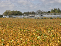 A soybean field at a farm in Stouffville, Ontario, Canada, on September 22, 2024. (