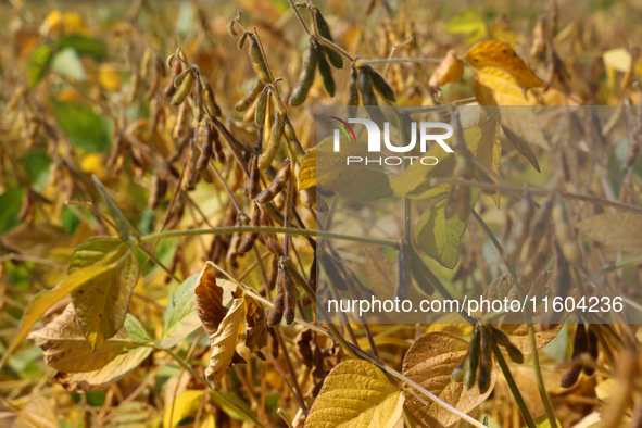 A soybean field at a farm in Stouffville, Ontario, Canada, on September 22, 2024. 