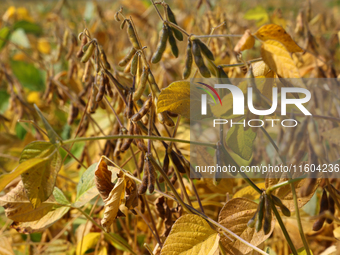 A soybean field at a farm in Stouffville, Ontario, Canada, on September 22, 2024. (