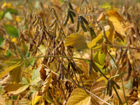 A soybean field at a farm in Stouffville, Ontario, Canada, on September 22, 2024. (