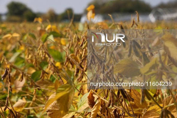 A soybean field at a farm in Stouffville, Ontario, Canada, on September 22, 2024. 