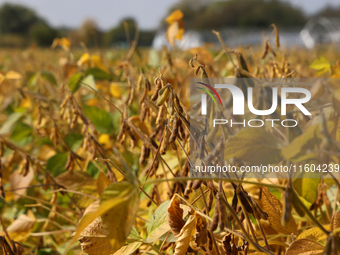 A soybean field at a farm in Stouffville, Ontario, Canada, on September 22, 2024. (