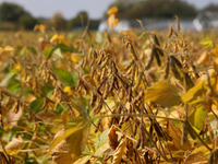 A soybean field at a farm in Stouffville, Ontario, Canada, on September 22, 2024. (