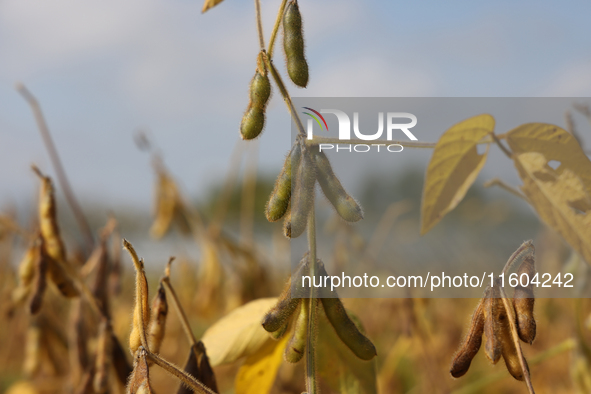 A soybean field at a farm in Stouffville, Ontario, Canada, on September 22, 2024. 