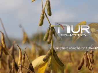 A soybean field at a farm in Stouffville, Ontario, Canada, on September 22, 2024. (