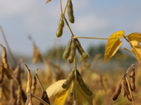 A soybean field at a farm in Stouffville, Ontario, Canada, on September 22, 2024. (