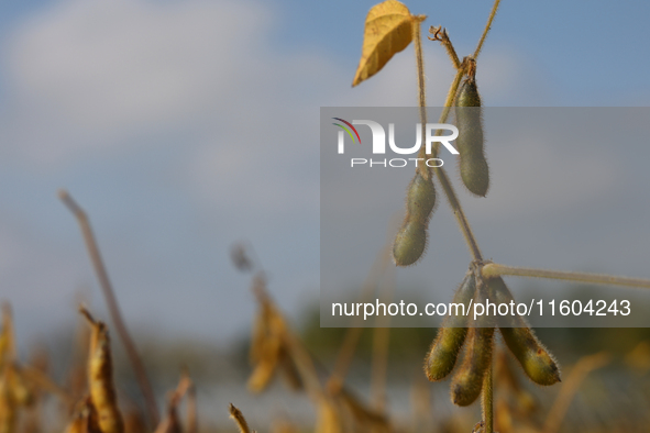 A soybean field at a farm in Stouffville, Ontario, Canada, on September 22, 2024. 