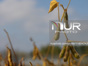 A soybean field at a farm in Stouffville, Ontario, Canada, on September 22, 2024. (