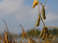 A soybean field at a farm in Stouffville, Ontario, Canada, on September 22, 2024. (