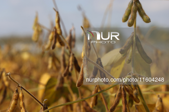 A soybean field at a farm in Stouffville, Ontario, Canada, on September 22, 2024. 