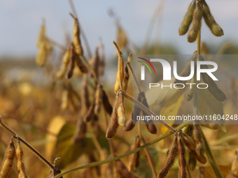 A soybean field at a farm in Stouffville, Ontario, Canada, on September 22, 2024. (