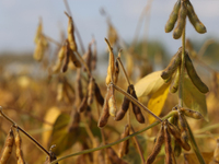 A soybean field at a farm in Stouffville, Ontario, Canada, on September 22, 2024. (