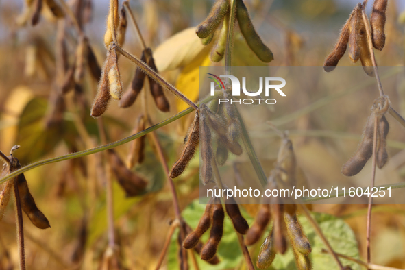 A soybean field at a farm in Stouffville, Ontario, Canada, on September 22, 2024. 