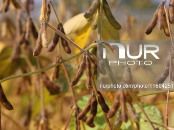 A soybean field at a farm in Stouffville, Ontario, Canada, on September 22, 2024. (