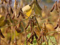 A soybean field at a farm in Stouffville, Ontario, Canada, on September 22, 2024. (