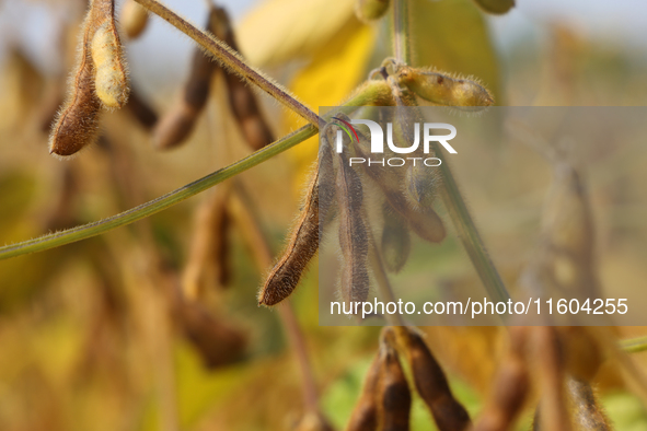 A soybean field at a farm in Stouffville, Ontario, Canada, on September 22, 2024. 