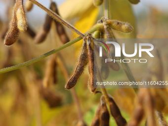 A soybean field at a farm in Stouffville, Ontario, Canada, on September 22, 2024. (