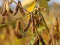 A soybean field at a farm in Stouffville, Ontario, Canada, on September 22, 2024. (