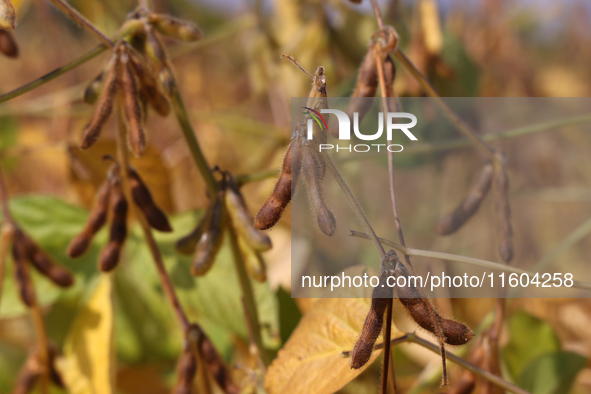 A soybean field at a farm in Stouffville, Ontario, Canada, on September 22, 2024. 