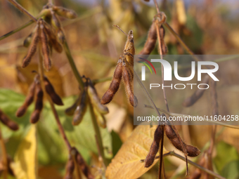 A soybean field at a farm in Stouffville, Ontario, Canada, on September 22, 2024. (