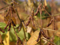 A soybean field at a farm in Stouffville, Ontario, Canada, on September 22, 2024. (