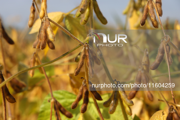 A soybean field at a farm in Stouffville, Ontario, Canada, on September 22, 2024. 