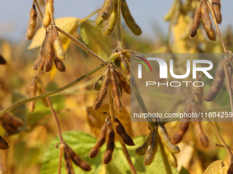 A soybean field at a farm in Stouffville, Ontario, Canada, on September 22, 2024. (