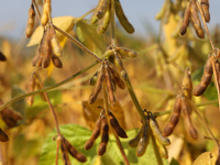 A soybean field at a farm in Stouffville, Ontario, Canada, on September 22, 2024. (