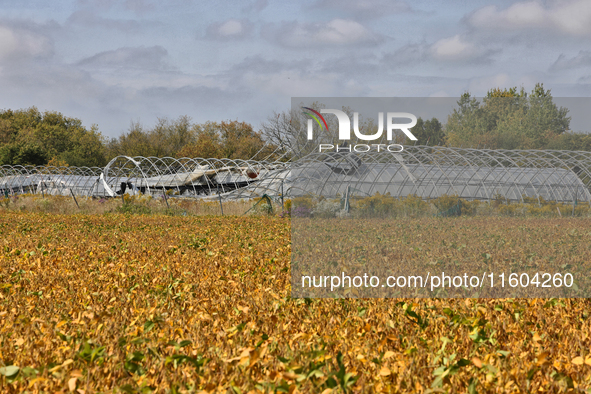 A soybean field at a farm in Stouffville, Ontario, Canada, on September 22, 2024. 