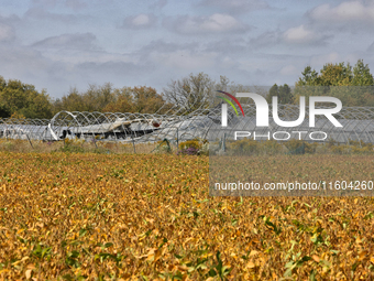 A soybean field at a farm in Stouffville, Ontario, Canada, on September 22, 2024. (