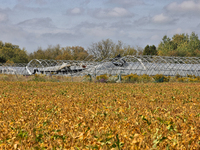 A soybean field at a farm in Stouffville, Ontario, Canada, on September 22, 2024. (