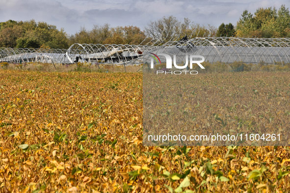 A soybean field at a farm in Stouffville, Ontario, Canada, on September 22, 2024. 