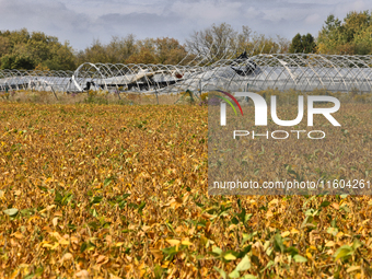 A soybean field at a farm in Stouffville, Ontario, Canada, on September 22, 2024. (