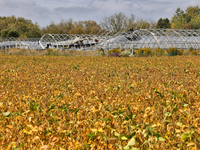 A soybean field at a farm in Stouffville, Ontario, Canada, on September 22, 2024. (