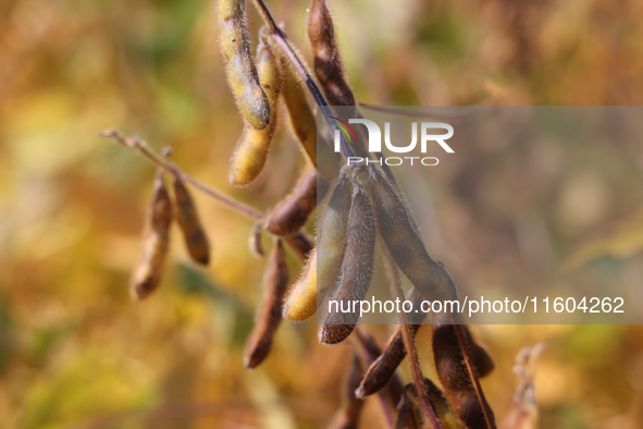 A soybean field at a farm in Stouffville, Ontario, Canada, on September 22, 2024. 